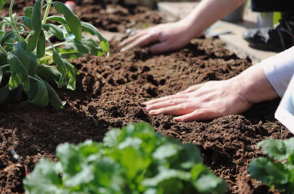 Cultivando