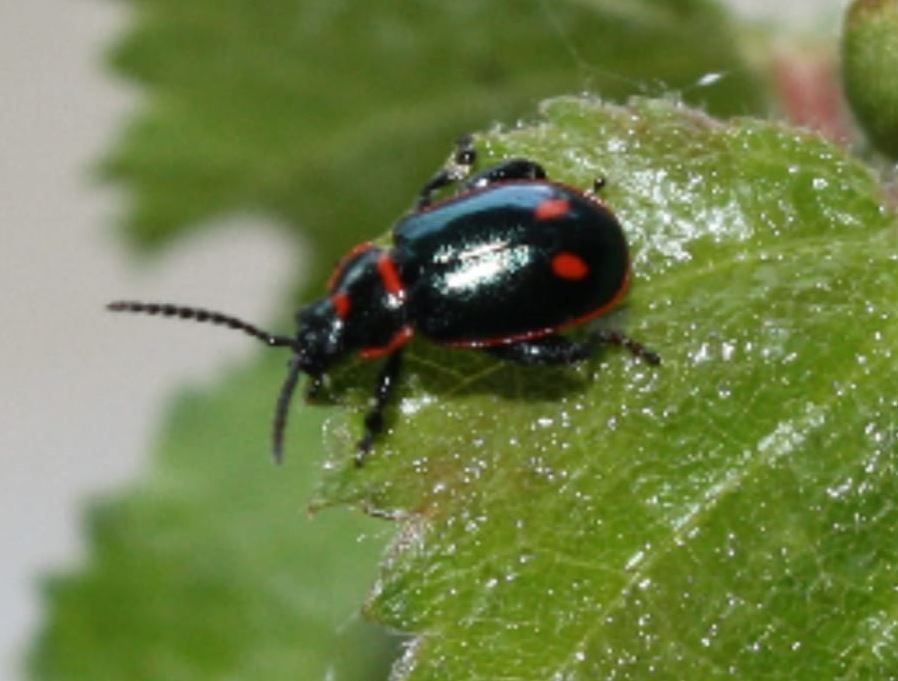 Mariquita