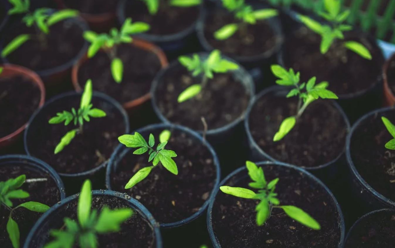 Plantas Pexels