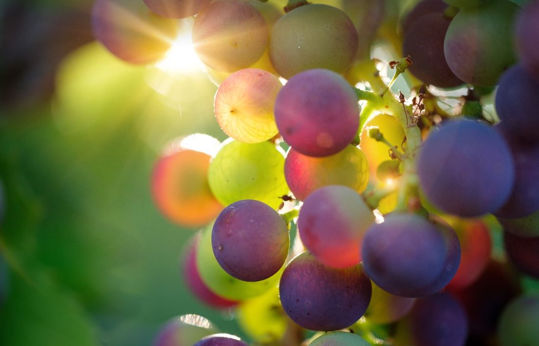 Uvas