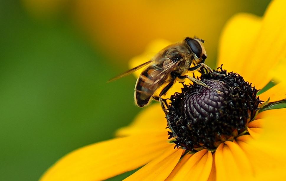 Abeja (Pixabay)