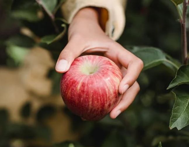 Mano sujetando manzana