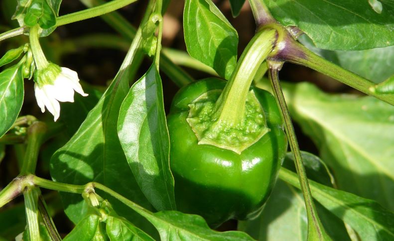 Planta pimiento_Pixabay