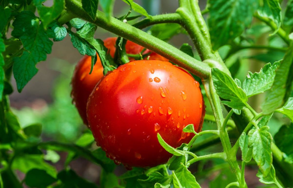 Tomate_Pexels