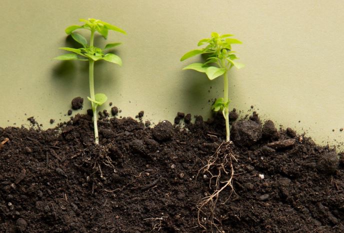 Plantas Freepik