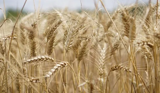 La Cumbre Mundial de Sistemas Alimentarios 2021, una oportunidad para hacerlos más sostenibles