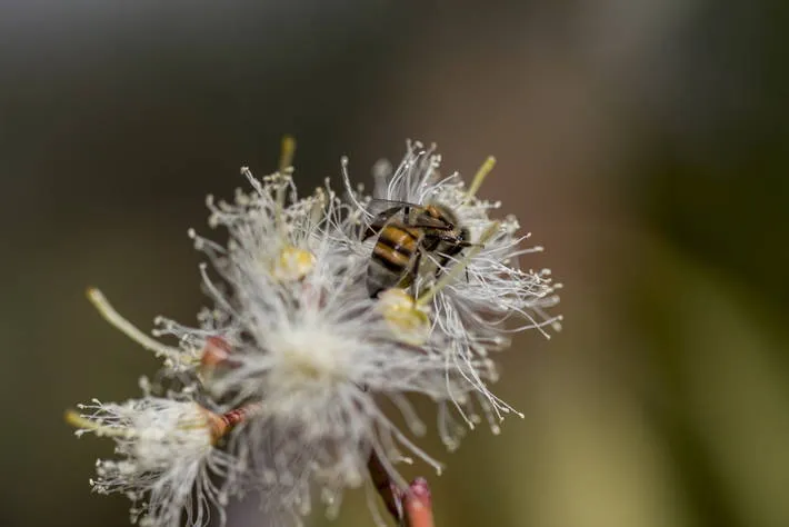 Conservar la biodiversidad, crucial para el sustento del sistema alimentario