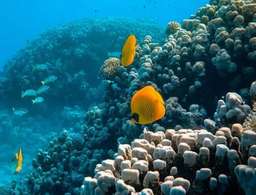 La UNESCO se compromete a cartografiar el 80% de los fondos marinos para 2030, frente al 20% actual