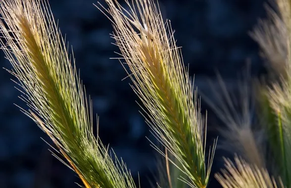 "El futuro de la agricultura pasa por la sostenibilidad"