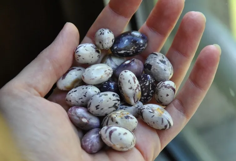 2020, proclamado Año Internacional de la Sanidad Vegetal