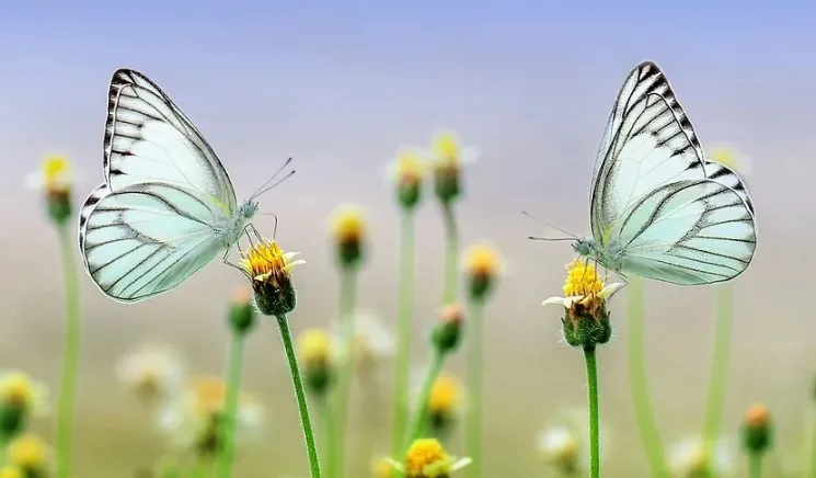 Soluciones basadas en la naturaleza: epicentro de la Asamblea de ONU Medio Ambiente 2021