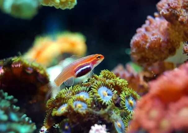 The Ocean Agency y ONU invitan a producir videos creativos para apoyar la protección de los océanos