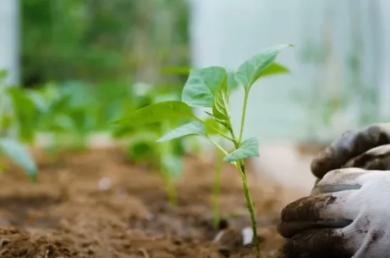 2020, Año Internacional de la Sanidad Vegetal