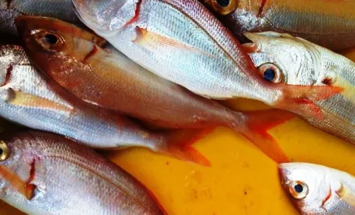 Diseñan nuevas baterías sostenibles a partir de colágeno de residuos de pescado