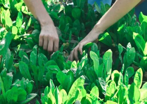 Rodeiro amplía el compostaje doméstico a nuevas viviendas