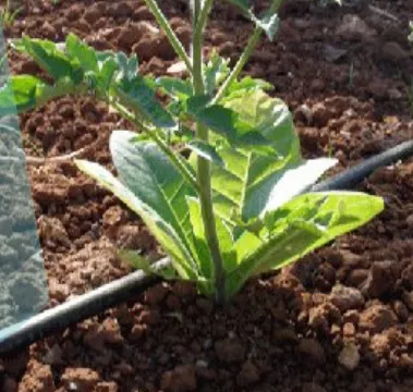 La planta de transferencia de Arbo contará con todas las medidas de protección ambiental y salud