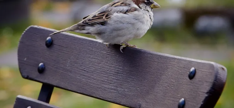 Un centenar de medidas para mejorar la naturaleza en las ciudades
