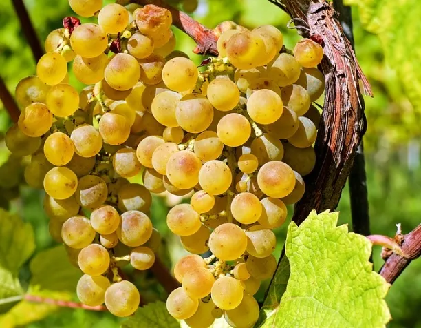 La agricultura familiar, impulsora del desarrollo sostenible según la FAO