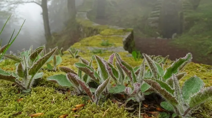 Soluciones al cambio climático basadas en la naturaleza