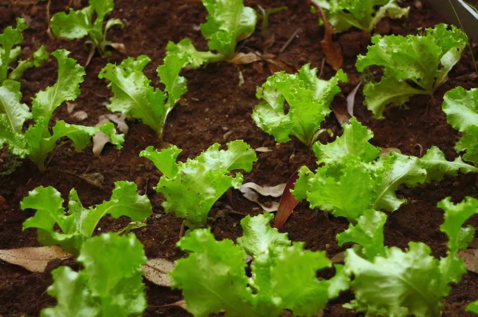 Abono cultivo