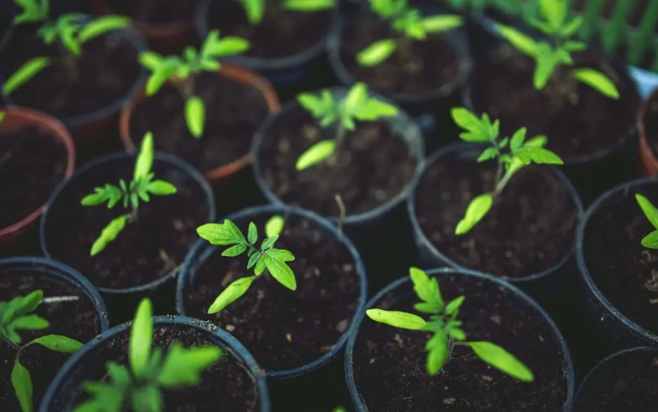 Plantas Pexels