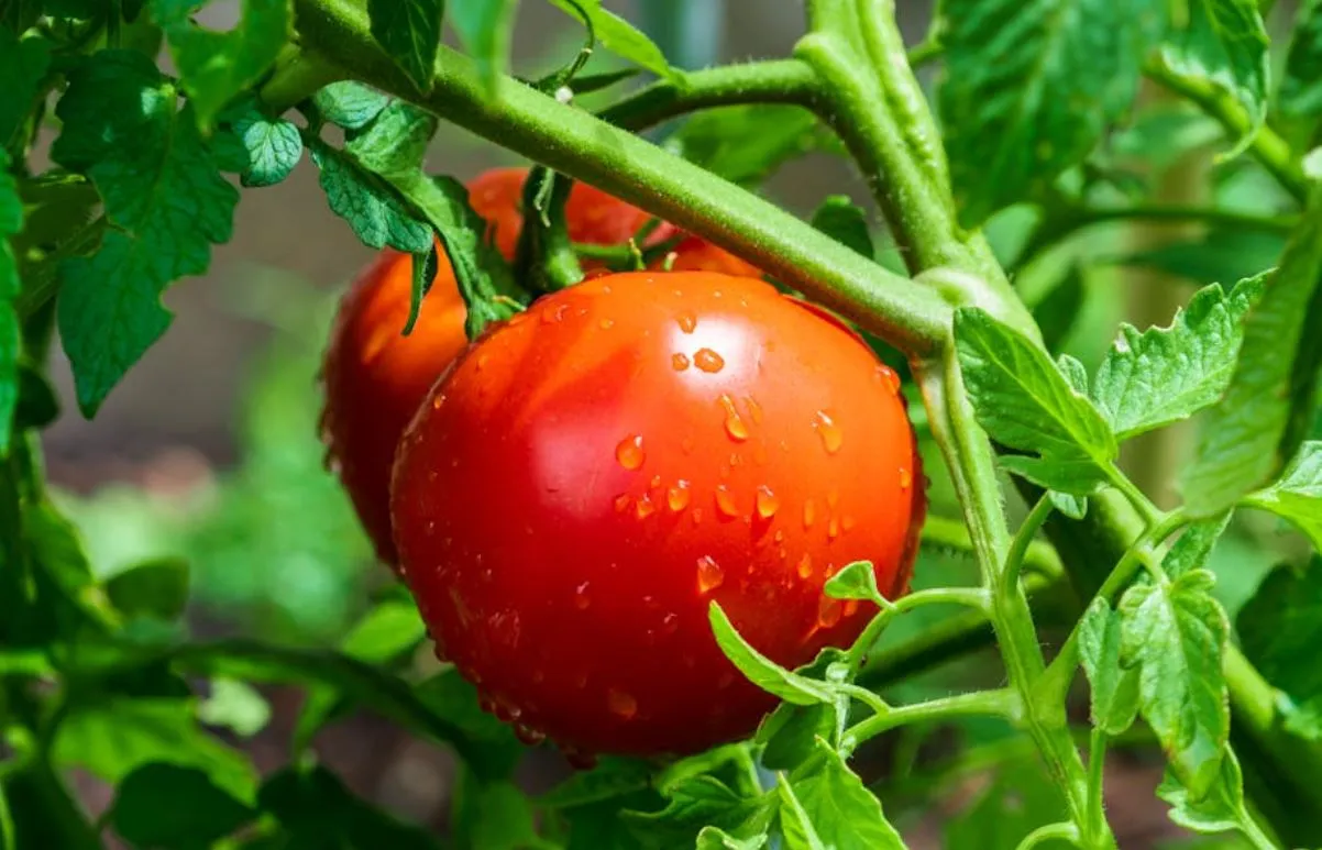Tomate_Pexels