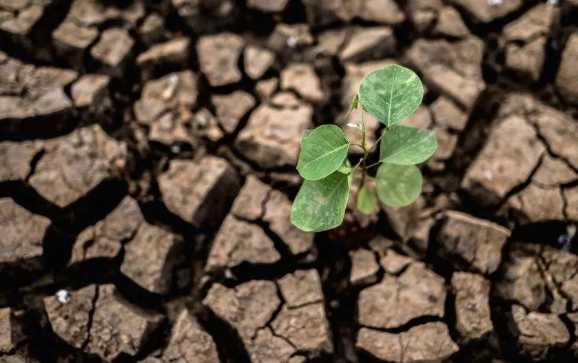Sequía_Freepik