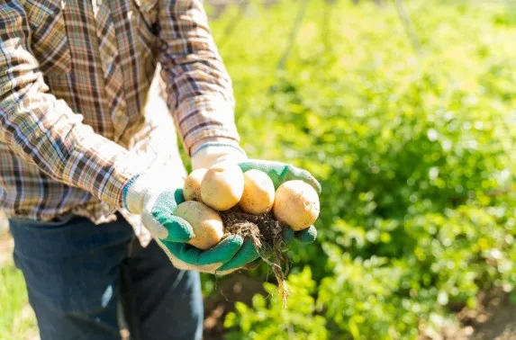 Cultivo de patatas